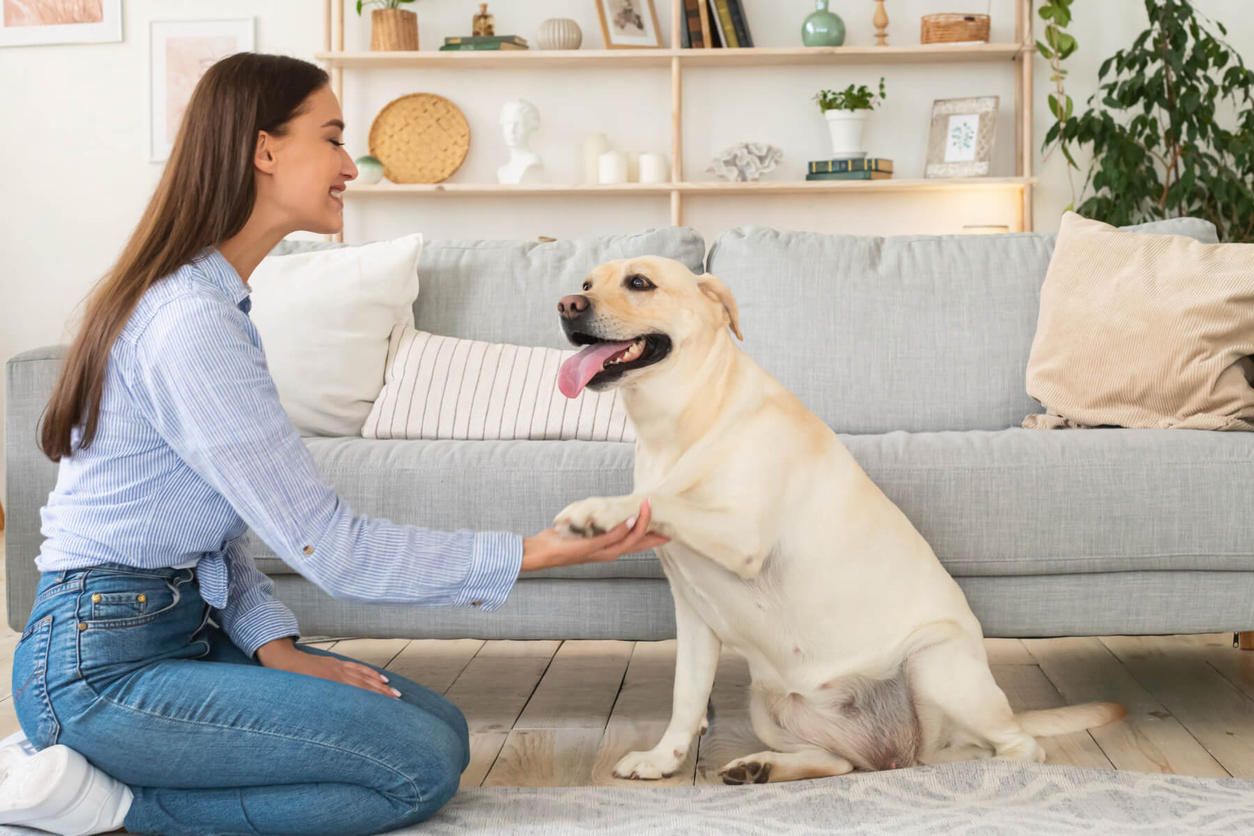 “but-i’m-allergic-to-your-emotional-support-dog!”-what’s-a-board-to-do.jpg